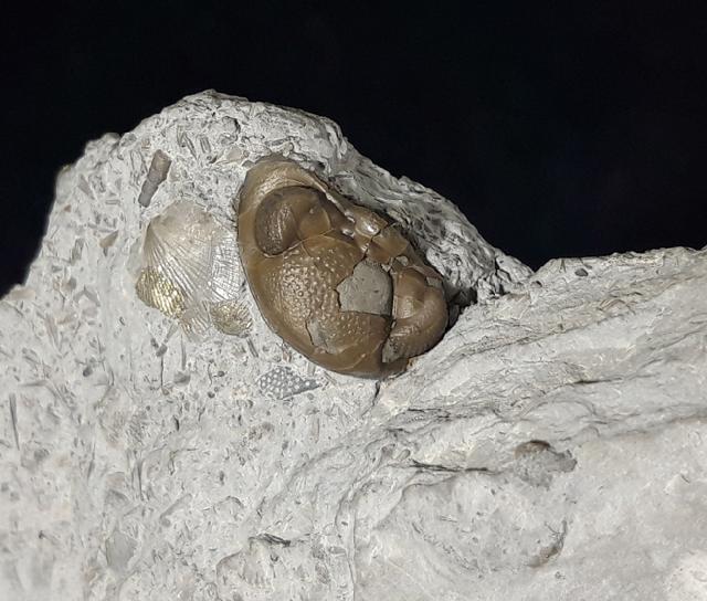 Elredgeops crassituberculata (STUMM 1953) - Bild © FossNet FossilienStore
